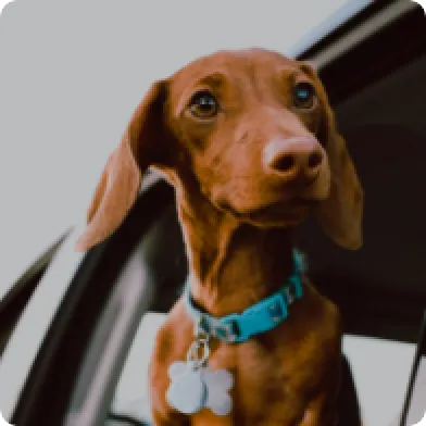 A dachshund looking out of a car window